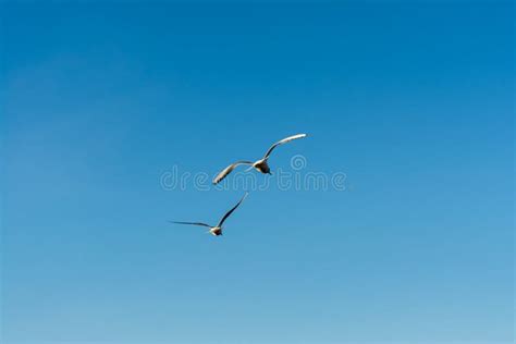 Two Seagulls In Flight Against A Clear Blue Sky Wildlife Background