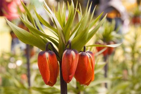 Fritillaria Imperialis Aurora Crown Imperial