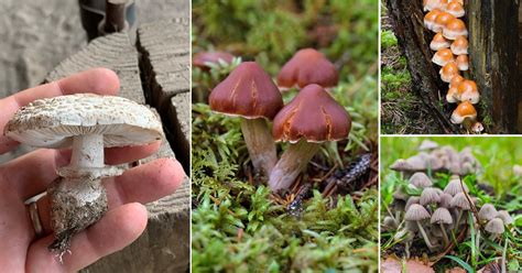 13 Poisonous Mushrooms In Tennessee Balcony Garden Web