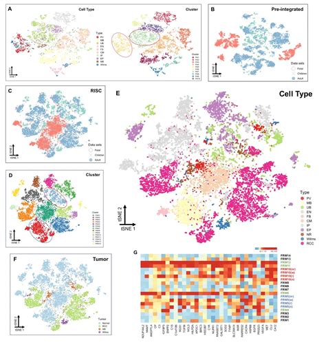 Figure Risc Integrated Analysis Of Kidney Normal Cells And Tumors