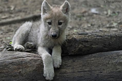 Arctic wolf pup (canis lupus arctos) by Josef... - The world of wolves