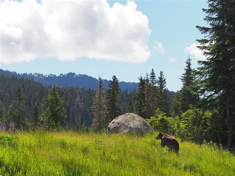 Whistler Photo Safaris The BC Bird Trail