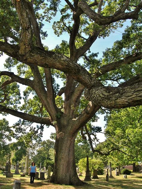 Filewhite Oak Tree Woodlawn Cemetery Bronx Ny September 16 2012