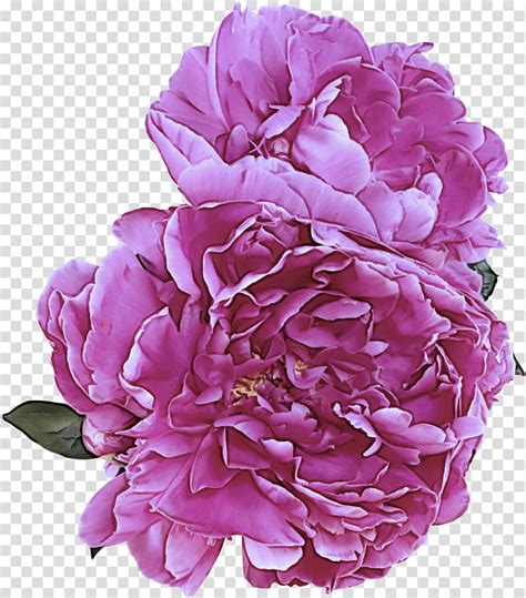 Flower Petal Pink Common Peony Plant Cut Flowers Violet Transparent