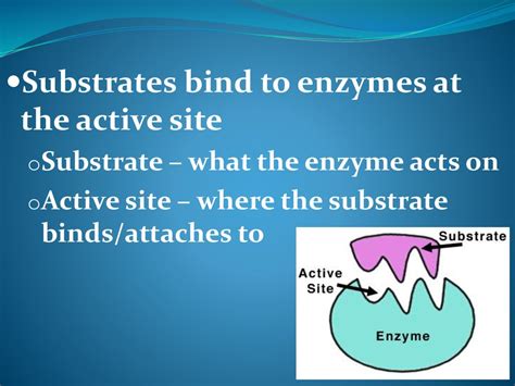 Enzymes. - ppt download