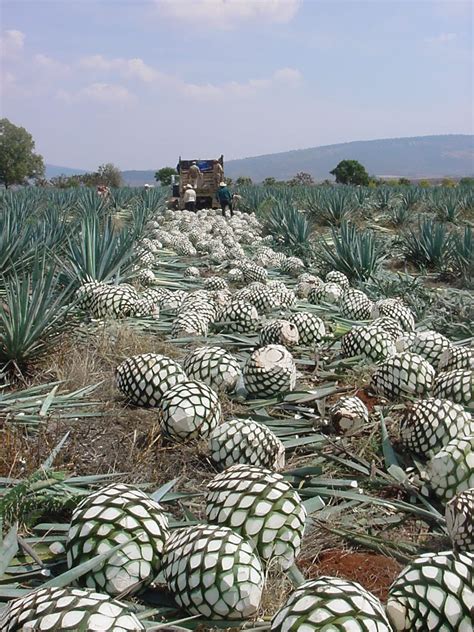 21 Missions Agave Nectar A Natural Sugar Alternative Agave Harvest