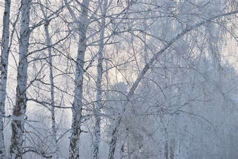 Winter Fog in the Vicinity of Omsk, Siberia Stock Photo - Image of snow ...