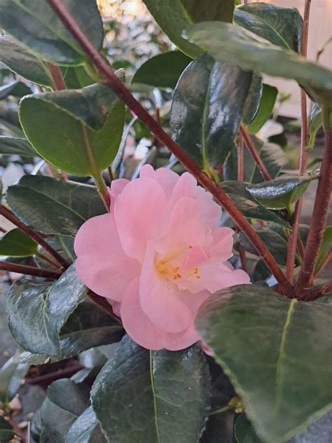 Camellia Nicky Crisp P Pini Res Des Vents