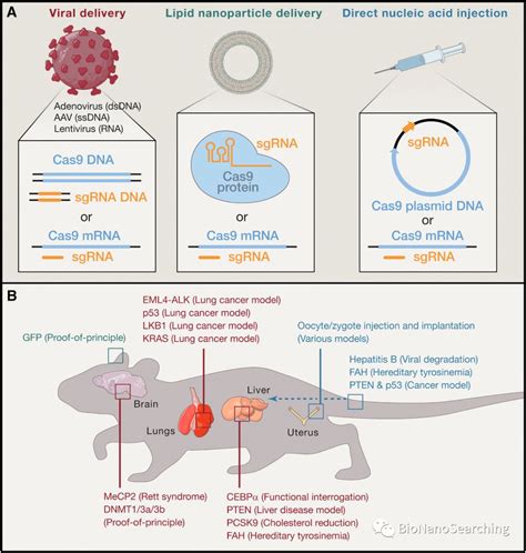 Cas9：crispr基因编辑技术动物模型的应用策略