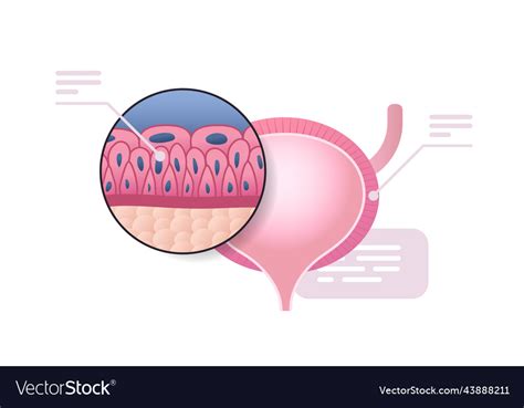 Detailed Explanation Urinary Bladder Structure Vector Image