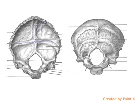 Os Occipitale Diagram Quizlet