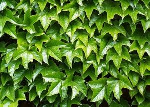 PARTHENOCISSUS TRICUSPIDATA VEITCHII TROPRSTA LOZICA Rasadnik