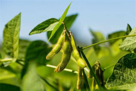 Soybean How To Grow Harvest And Use Plantura