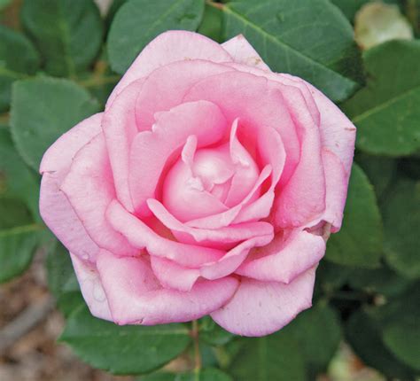 Beverly™ Eleganza® — Antique Rose Emporium