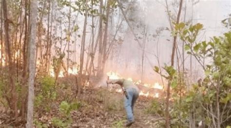 Incendios Forestales Arrasan Más De 500 Hectáreas En Pinar Del Río En