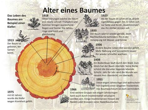 Lehrtafeln Rund Um Das Thema Wald Flora Und Fauna Im Wald Natur Im