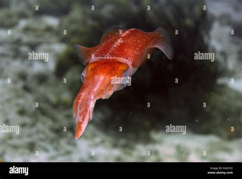 Red Squid Underwater Hi Res Stock Photography And Images Alamy