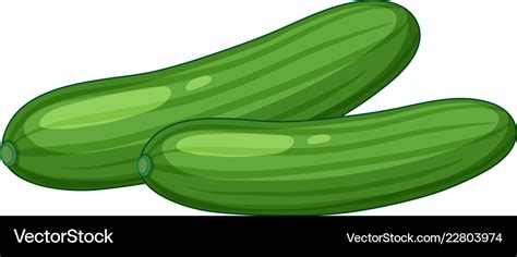 Cucumber on white background Royalty Free Vector Image