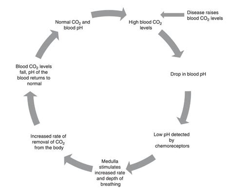 Solved As Your Muscles Carry Out Cellular Respiration To Release The