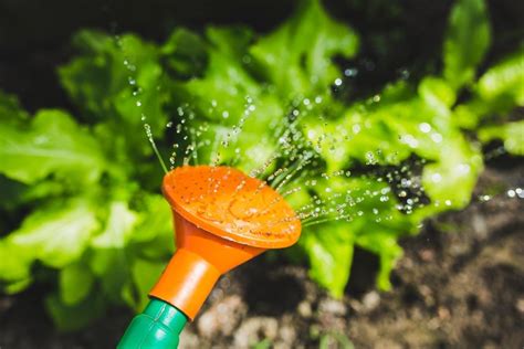 Qual O Melhor Horário Para Regar As Plantas De Maneira Segura E Eficaz