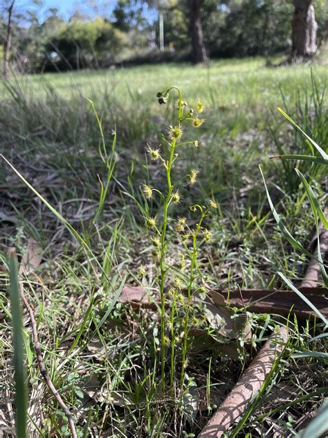 Tall Sundew From Langwarrin Flora Fauna Reserve Langwarrin VIC AU