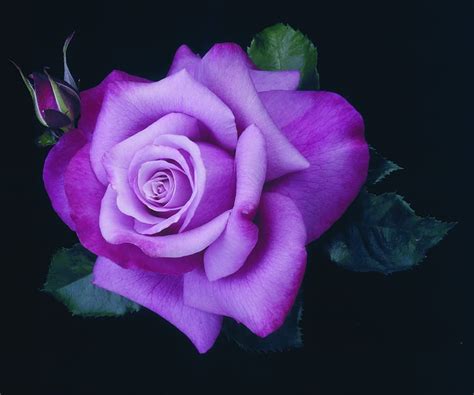 Purple Rose Background Elsetge Purple Roses Hd Wallpaper Pxfuel