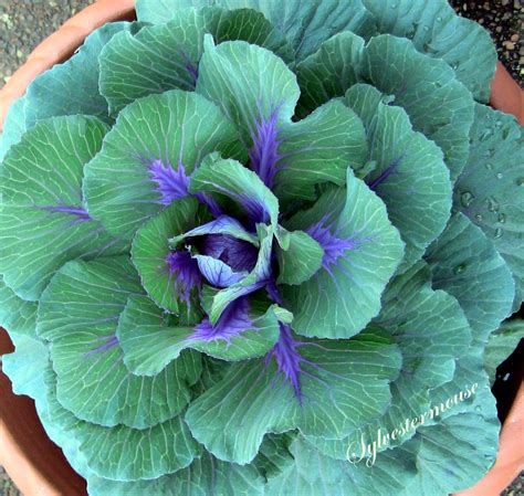 Ornamental Cabbage Photo - Photography by Sylvestermouse