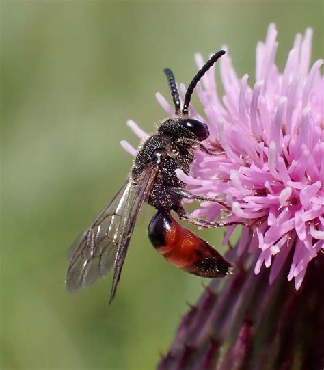 Sphecodes Scabricollis Male Whiteford Burrows The Gower Flickr