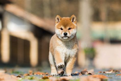 Shiba Inu 2024 Price Kate Sarine