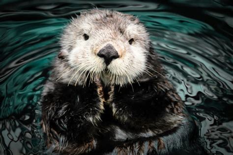 Gigantic Prehistoric Otter Discovered In Ethiopia •