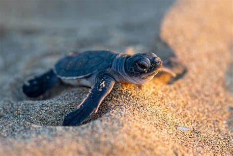 Experience Sea Turtle Nesting Season in Pompano Beach, FL