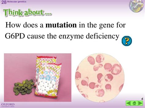 Ppt G6pd Deficiency Powerpoint Presentation Free Download Id3579275