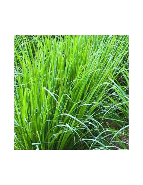 Cymbopogon Citratus Lemon Grass Citronella Diametro Vaso 14 Cm