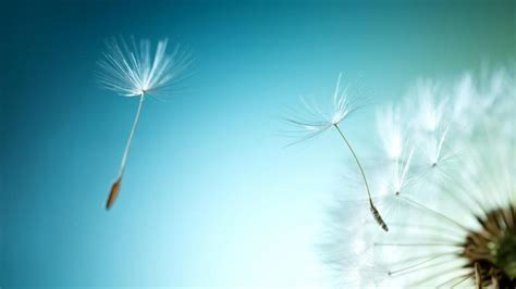 Flying dandelion seeds - backiee