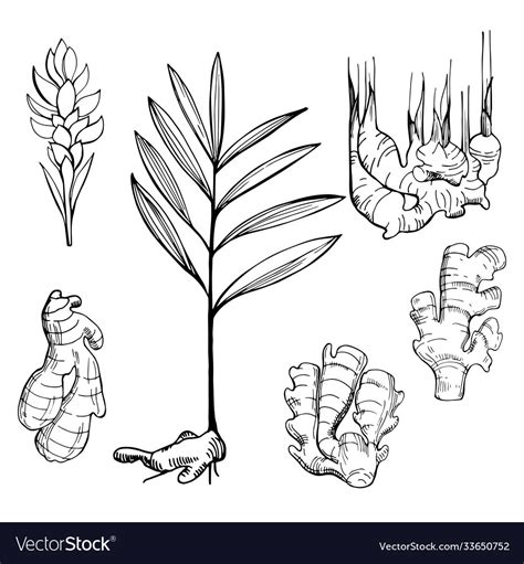 Ginger Plant Drawing