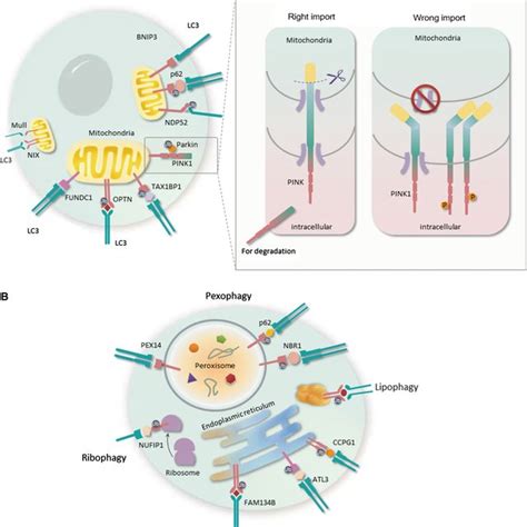 The Autophagy Process Of Five Common Types Of Selective Autophagy A