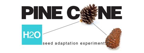 E Is For Explore Pine Cone Experiment