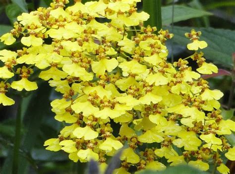 Como Plantar A Orqu Dea Chuva De Ouro Oncidium Plantasonya O Seu