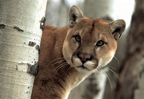 El avistamiento de un puma en pleno Santiago y los desafíos de Base