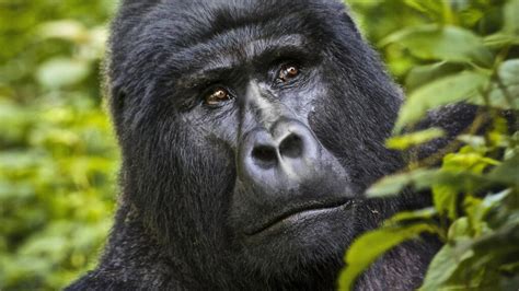 3 Days Congo Gorillas trekking - Kwafrika Travel