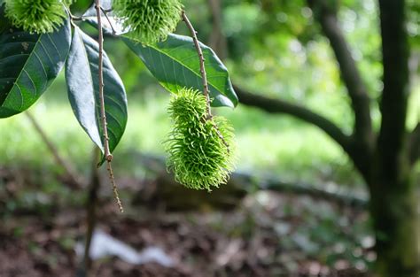 Rambutan Hijau Di Pohon Rambutan Foto Stok - Unduh Gambar Sekarang - Alam, Asia - Asia-Pasifik ...