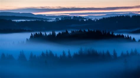 Forest Wallpaper 4K, Sunrise, Fog, Above clouds, Trees