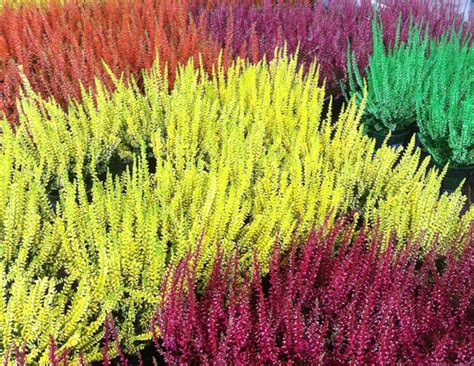 ericas folhas sao aromaticas  dao sabor ao cha blog das flores