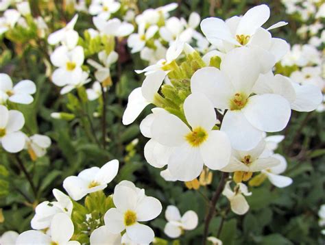 Snow Cap Rock Cress Arabis Quart Pot