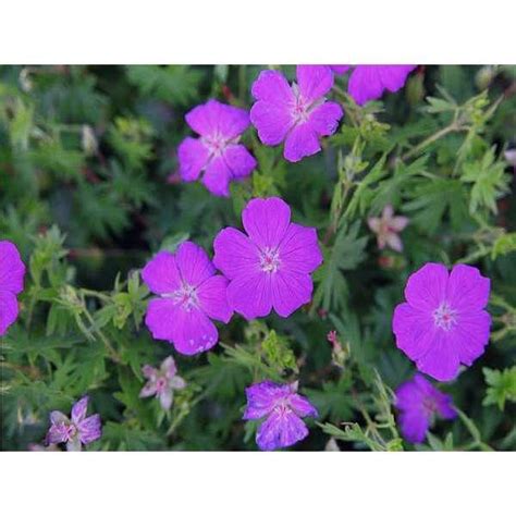 Ooievaarsbek Geranium Sanguineum New Hampshire Purple Vaste