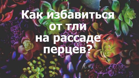Как избавиться от тли на рассаде перцев? - YouTube