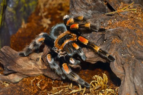 How to Make a Tarantula Enclosure: Spiderling, Juvenile, and Adult - PetHelpful