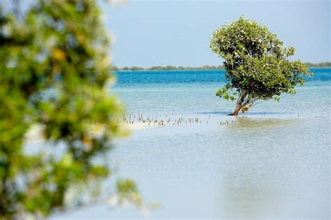 Green Living In Dubai Khors Lagoons And Mangrove Forests In Uae