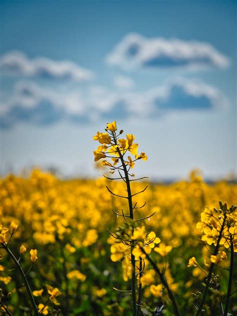 Yellow Flower Field Under Blue Sky And White Clouds By Crof2003