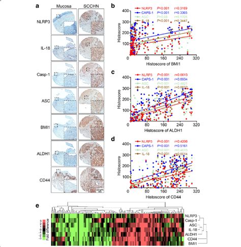 Increased Nlrp Inflammasome Is Correlated With Cscs Markers Bmi